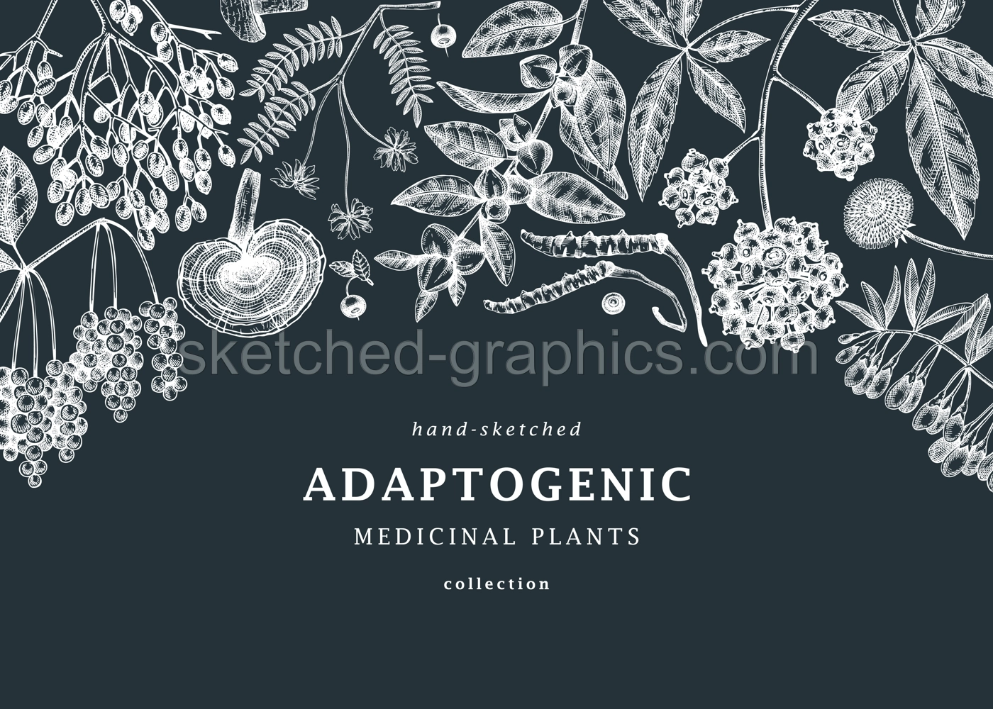 Adaptogenic plants background. With hand-sketched medicinal herbs, weeds, berries, leaves on chalkboard. Vector adaptogens vintage frame design perfect for brands, label, packaging. Illustration